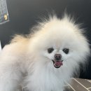 멍탕멍컷 이미지