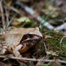 개구리반점 이미지