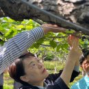 나주시농업기술센터 | [2026.05.04] 나주 배저온피해 착과불량피해과원 현장 방문 및 간담회