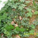 가덕농장 이미지