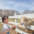 24 | 울산 울주 언양 포니랜드 아이랑 동물먹이주기체험 양떼목장 24개월 아기랑 솔직후기