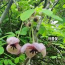 망대봉 Daum카페