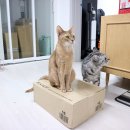 꽃다비펫 | 동물병원 이용하고 페이백 받는 펫프라이스 클럽 이용 후기