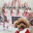 펫러버 그루밍 이미지