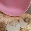 햄스터 분양 로던트 클럽 충남점 이미지