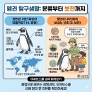 마카로니펭귄 - 강남구 | 에버랜드 이큐브스쿨 에코 교재 대공개! 펭귄 18종과 생물다양성 뽀개는 초등 과학 포트폴리오