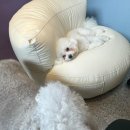 내안에너있DOG 이미지