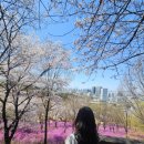 진달래유치원 | 부천 원미산 진달래 꽃구경했어요