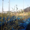 토우 농장 이미지