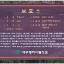 은행선화동마을문고 | 대구 청호서원, 도동서원, 남평문씨본리세거지, 마비정 벽화마을 (&#39;25.10.20)