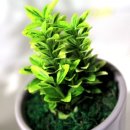 약용식물관리사 이미지