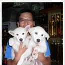 건강 약초 이미지