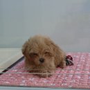 멍블랑 강아지분양 시흥배곧점 이미지