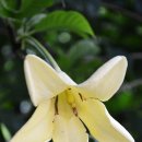 행복을줄개 이미지