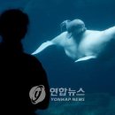 아기 고래
