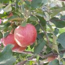 풍운농장 이미지