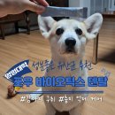 멍멍대학 이미지