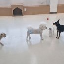 아르멍미르멍 이미지