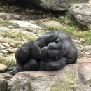 2025 타롱가주(Taronga Zoo) 관람후기