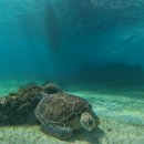 산호쉼터 | 보홀 호핑투어, 프리다이빙 어디가 좋을까? 발리카삭·나팔링 예약 후기