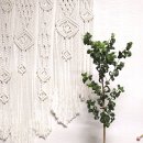 초보식물 집사들을 위한 홈가드닝 | 홈가드닝 바로크벤자민 키우기 식물관리법