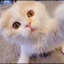 김포강아지고양이 멍냥아구래구래 이미지