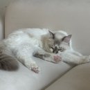 캣파라다이스 이미지