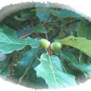 오늘 2월 19일의 꽃말은 -- 떡갈나무(Oak ) -- 입니다 이미지