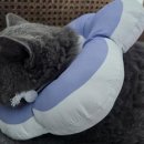 애니케어동물병원 이미지