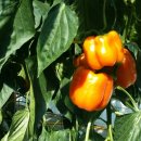 마현농장 이미지