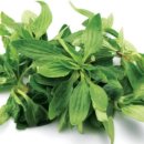 토종산천 이미지