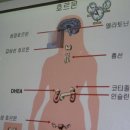 125세 정도가 인간의 한계 수명(限界壽命)말하지만 이미지