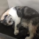 로제펫샵 이미지