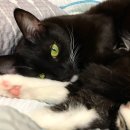 고양이 발바닥 이미지