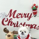 순댕이샵 이미지