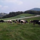 큰고개목장 이미지