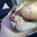 금천사료 이미지