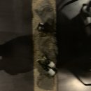 슬리핑쿠마(SleepingKuma) 이미지