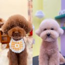 베이지 앤 브라운 이미지