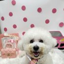 멍글멍글애견호텔미용 이미지