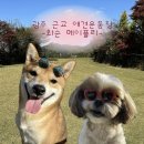 풍경운동장 화장실 | 화순 메이플리 | 광주 근교 전남 애견운동장 | 600평이 전부 대여 가능하다고? | 내돈내산 다녀온 후기