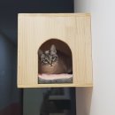 고양이호텔 묘랑묘랑 이미지