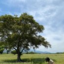 조천농협주유소 | [제주도]제주 2일차 동쪽 성산읍여행 (와흘메밀마을-별방진-미향해장국 성산점-혼인지-브라운스위트호텔...
