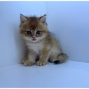 도그마루 천안지점 이미지