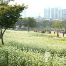 메밀꽃체육관 (주)미디어인천신문