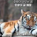 호랑이 꿈해몽 호랑이가 달려드는 꿈 동물원의 호랑이 보는 꿈 이미지