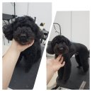 도브리댕 이미지