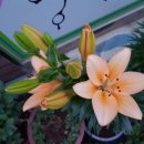 백합미용실 이미지