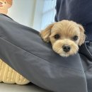 댕댕빌리지 이미지