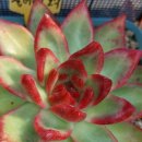 솔레미오 이미지